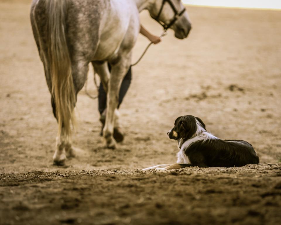 Western Pleasure Guest Ranch Sandpoint Exteriör bild